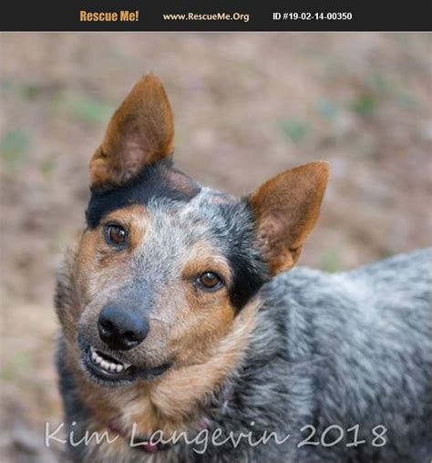 Australian cattle dog rescue - Our Story. Buckeye Australian Cattle Dog Rescue was founded in 2017 by a group of volunteers with years of experience in rescue, veterinary medicine, and the pet supply industry. Australian Cattle Dogs are our passion! Our mission is to save ACDs from Ohio shelters, provide all veterinary care, evaluate and place them in loving, permanent homes.